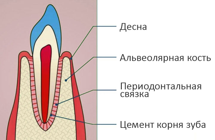 Схема десен. Анатомия строение зуба периодонт. Ткани зуба периодонт строение. Строение периодонта и пародонта зуба.