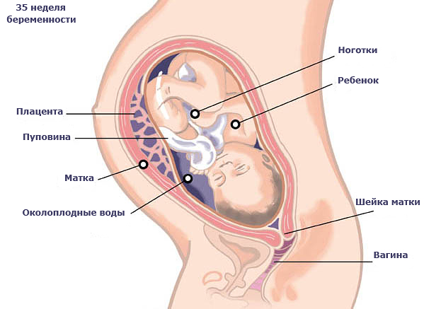 3 беременность 35 недель. Строение беременной женщины. Строение органов беременной. Строение беременной матки.