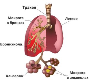 Схематичное изображение легких