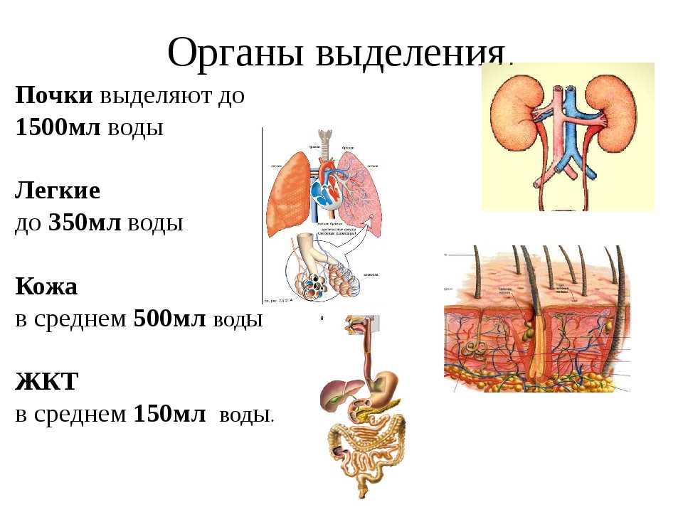 Органы входящие в выделительную систему человека. Система органов выделения и кожа функции. Система органов выделения. Выделительная система анатомия таблица. Выделительная система человека почки.