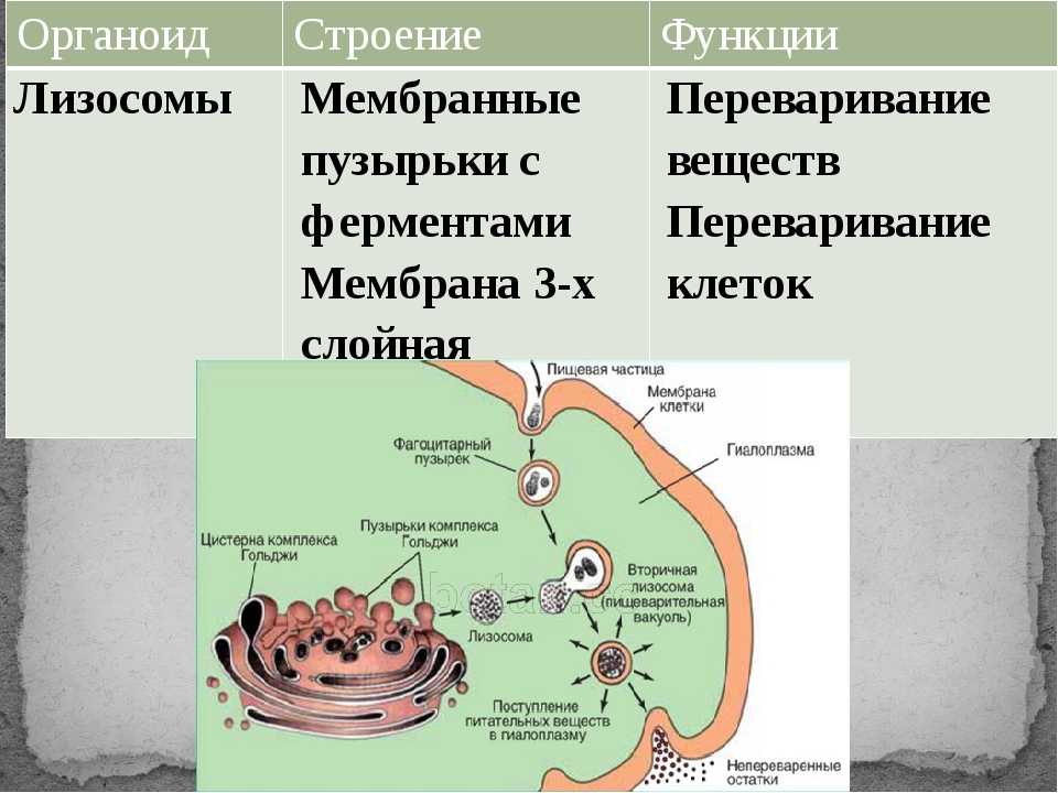 Объект лизосома центриоль процесс внутриклеточное пищеварение. Лизосомы строение и функции. Лизосомы особенности строения и функции. Лизосомы функции 8 класс. Строение клетки таблица лизосомы.