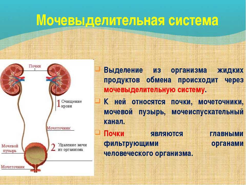 Почки с мочеточниками фото схема - 98 фото