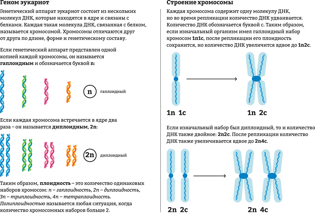 Удваивается молекула днк. Строение хромосомы эукариотической клетки. Хромосомная ДНК структура. Хромосомный набор клетки строение. Строение хромосом 2n2c.