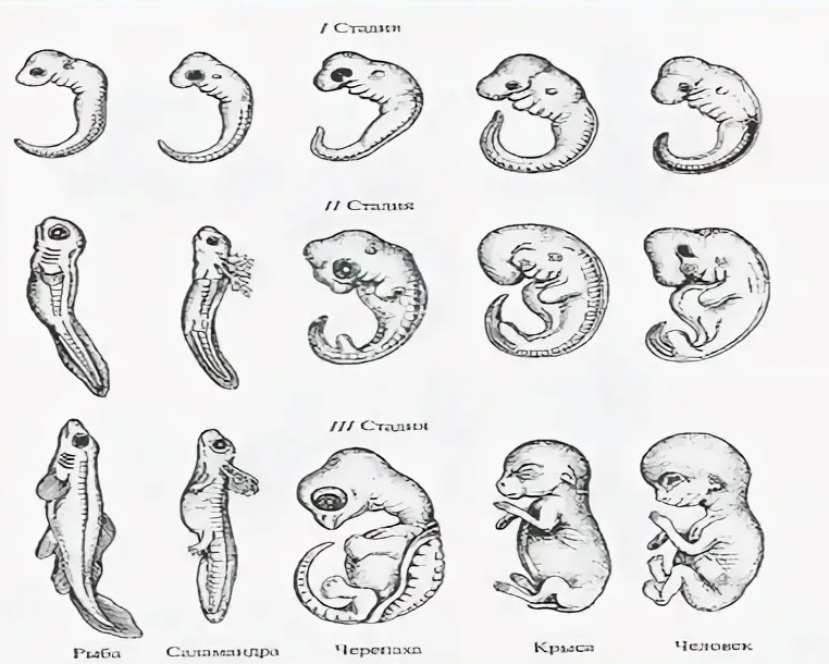 Стадии развития эмбрионов позвоночных. Стадии зародышевого развития человека. Зародышевое сходство у позвоночных. Сходство зародышей позвоночных. Сходство эмбрионов позвоночных и человека.