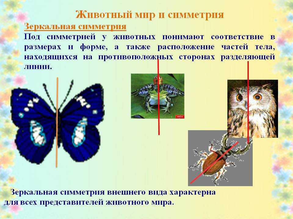 Симметрия работа. Зеркальная симметрия вокруг нас. Осевая симметрия у животных. Примеры симметрии в животном мире. Ось симметрии животные.