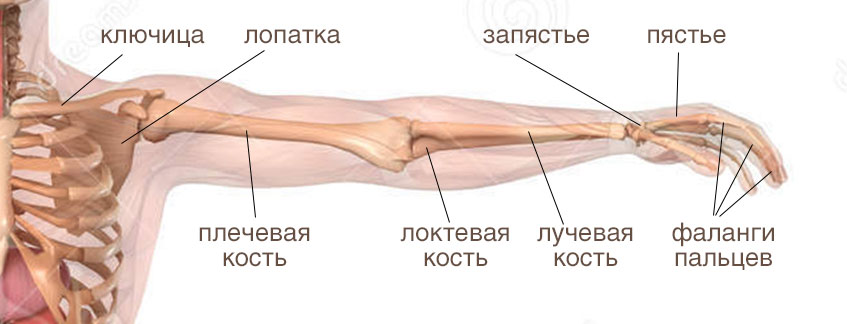 Немеет ключица. Плечевой сустав и ключица анатомия. Анатомия кости плечи ключицы. Строение плечевого сустава человека ключица. Плечевой сустав анатомия строение кости.