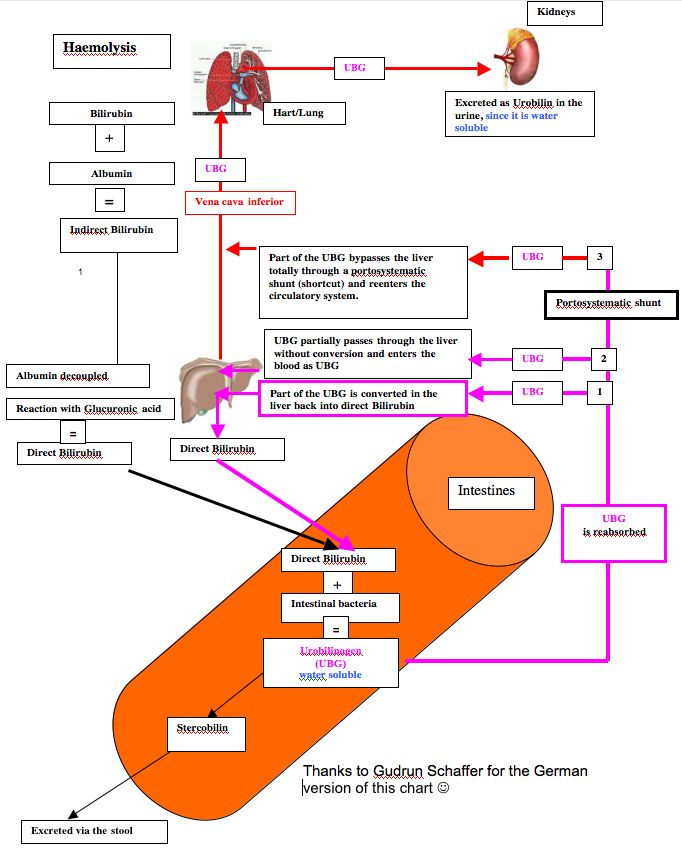 Объясните значение тэ и производящих основ haemolysis