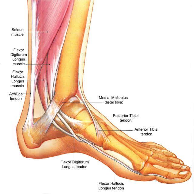 Боли в щиколотке на ноге. Мышцы голеностопного сустава анатомия. Сухожилия голеностопного сустава анатомия. Стопа голеностоп анатомия. Мышцы голеностопа анатомия человека.