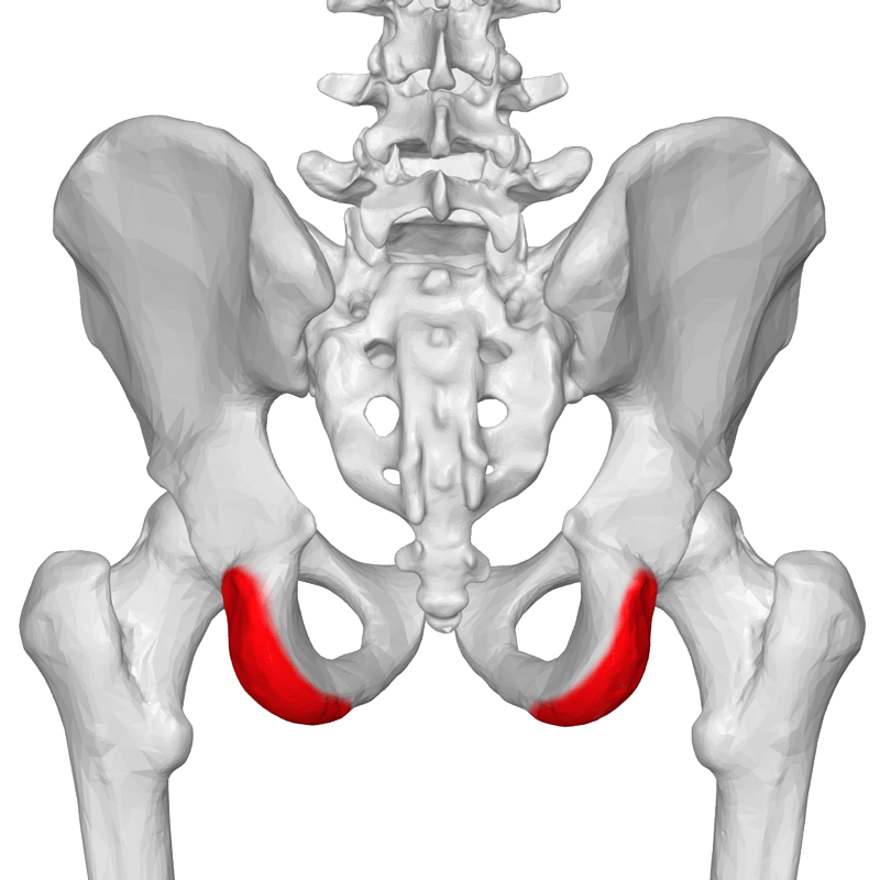Седалищная кость таза. Анатомия седалищной кости таза. Лобковая кость седалищная кость анатомия. Кости таза анатомия подвздошная кость. Болит тазовая кость справа