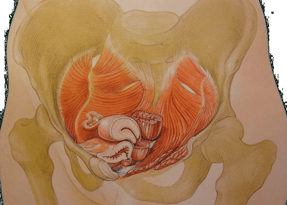 Матка картина. Мышцы малого таза и тазового дна. Мышцы тазового дна у женщин анатомия. Тазовое дно. Мышцы малого таза у женщин анатомия.