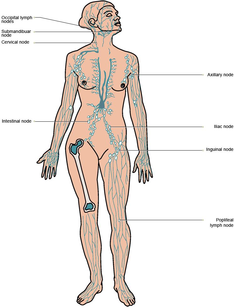 Расположение лимфоузлов у женщин фото. Расположение лимфоузлов на ногах у мужчин. Лимфатические узлы в ногах где находятся. Где находятся лимфоузлы на ногах.