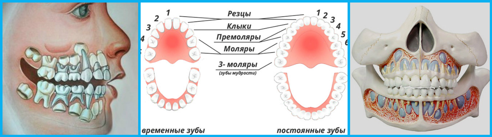 Как у человека растут зубы схема