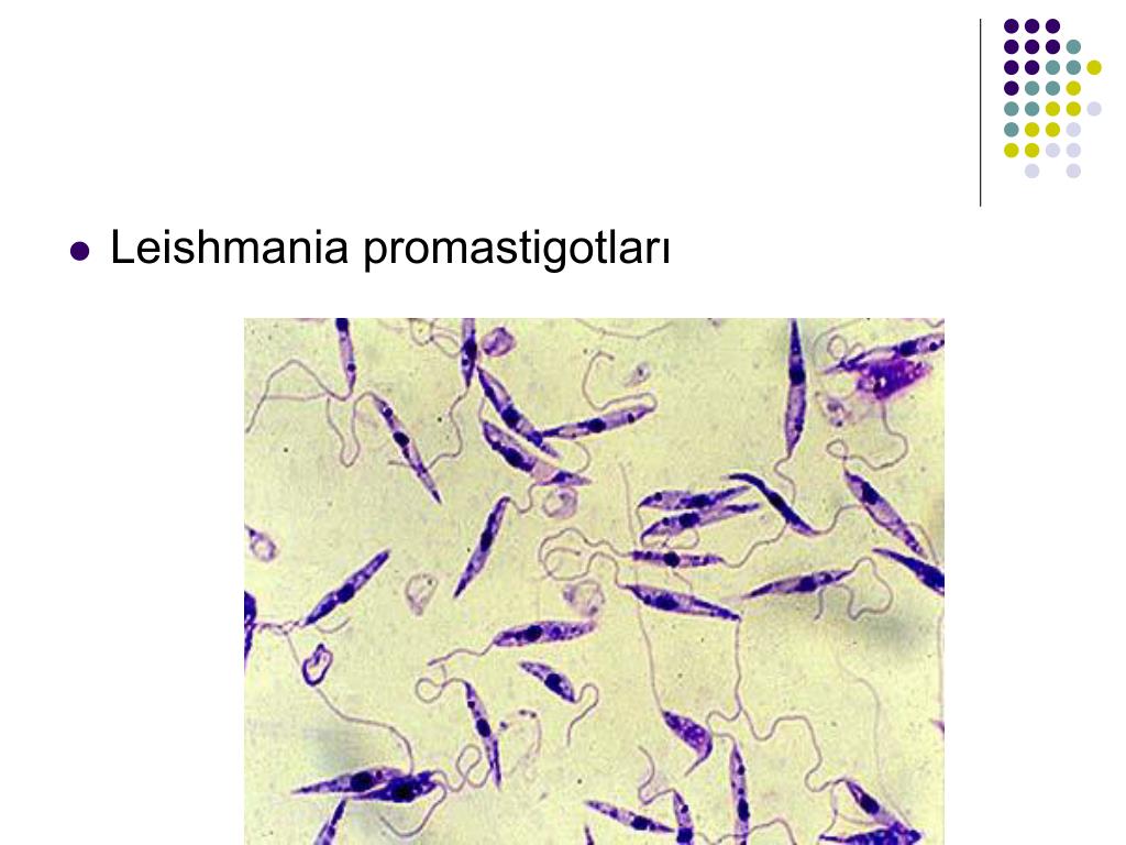 Лейшмании. Лейшмания микропрепарат. Лейшмания промастигота.