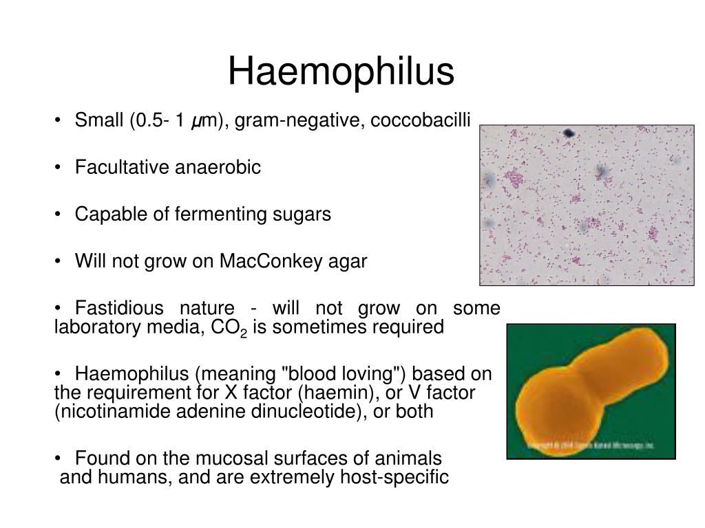 Haemophilus influenzae. Гемофилиус инфлюэнция что это. Haemophilus haemolyticus. Haemophilus influenzae эндотоксины.