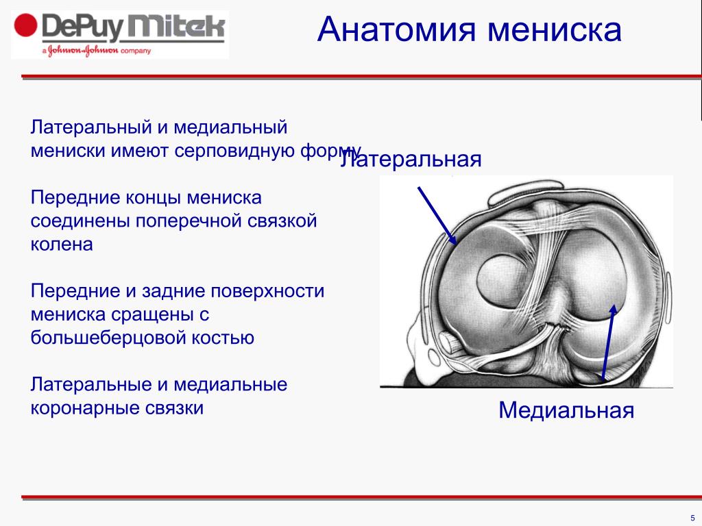 Дегенеративные изменения менисков. Медиальный мениск и латеральный мениск. Латеральный мениск анатомия. Медиальный мениск анатомия.