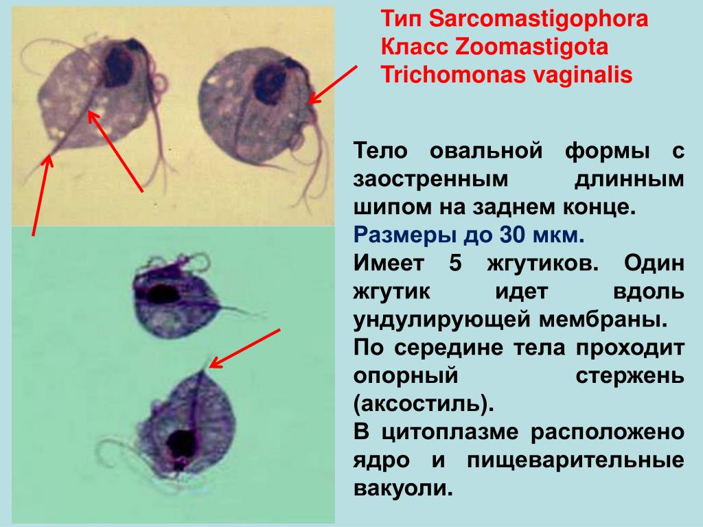 Размеры простейших. Ундулирующая мембрана трипаносомы. Ундулирующая мембрана трихомонады. Урогенитальная трихомонада Тип класс. Трихомонада жгутиковые.