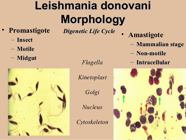 Лейшмании. Leishmania donovani строение. Лейшмания Тип класс вид Доновани.