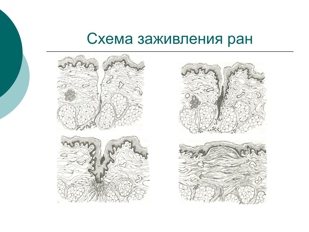 Анатомо физиологические особенности слизистой оболочки полости рта у детей презентация