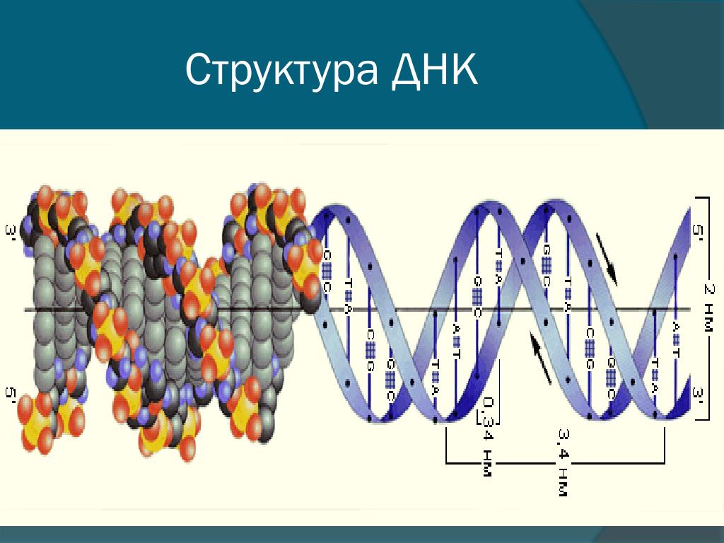 Какая структура днк. ДНК состав строение. Структурная молекула ДНК. ДНК строение структурное. Структура ДНК человека.