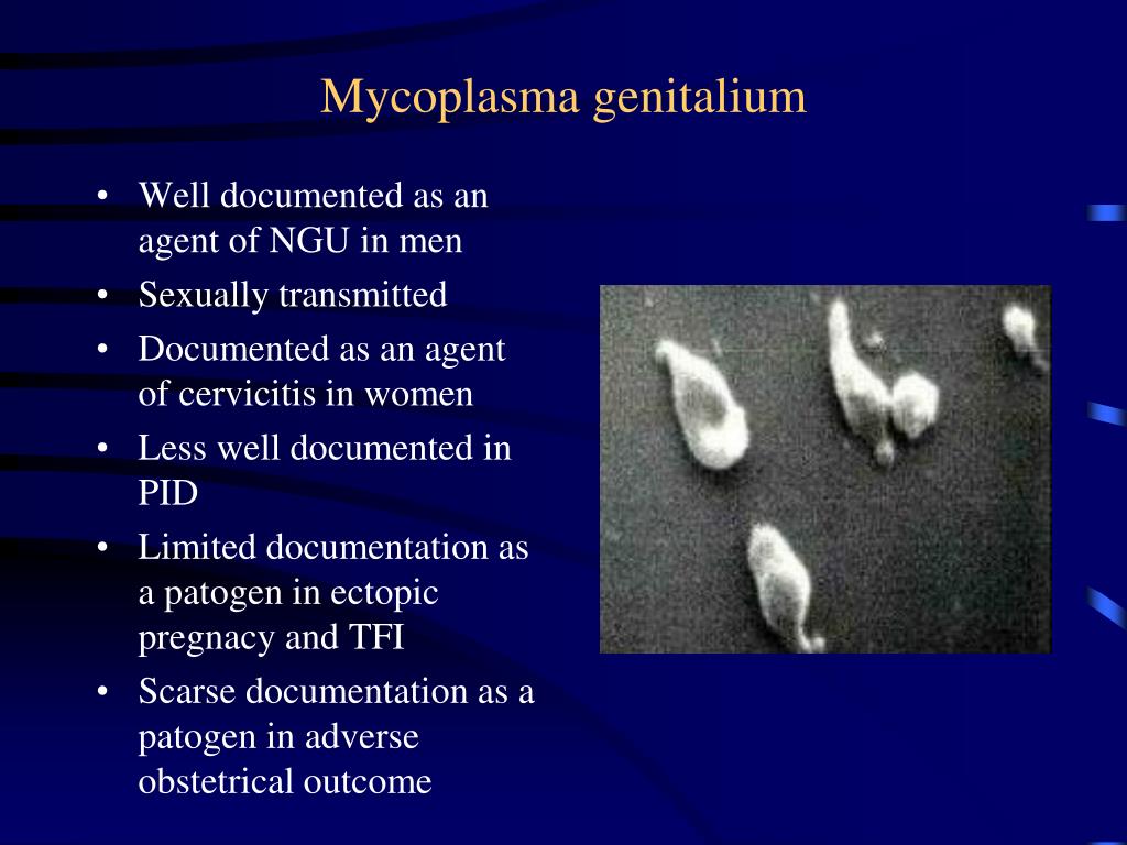 Днк mycoplasma genitalium. Mycoplasma genitalium (микоплазма гениталиум. Mycoplasma genitalium микробиология.