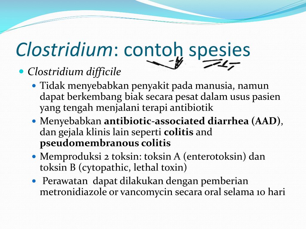 Токсин клостридии диффициле. Clostridium difficile презентация. Эпидемиология клостридии диффициле.