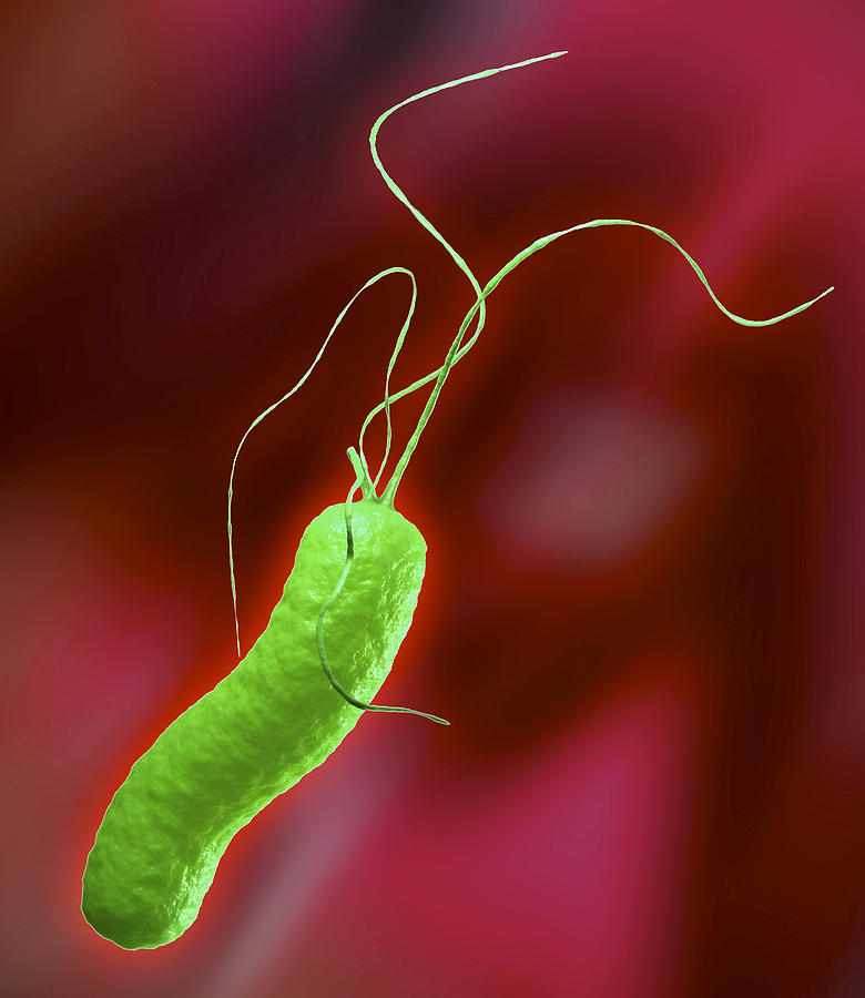 Бактерии хеликобактер причины