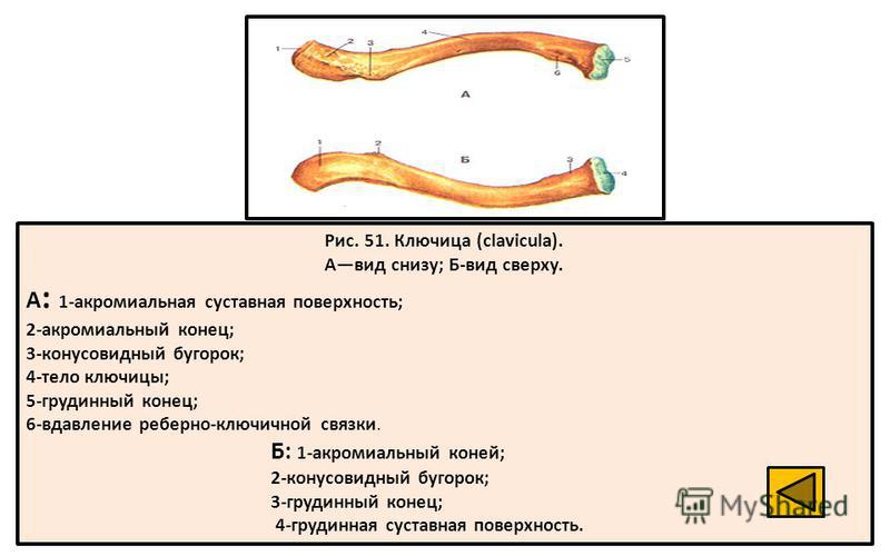 Правая ключица. Строение ключицы вид сверху и снизу. Строение ключицы вид сверху вид снизу. Ключица вид снизу анатомия. Строение правой ключицы.