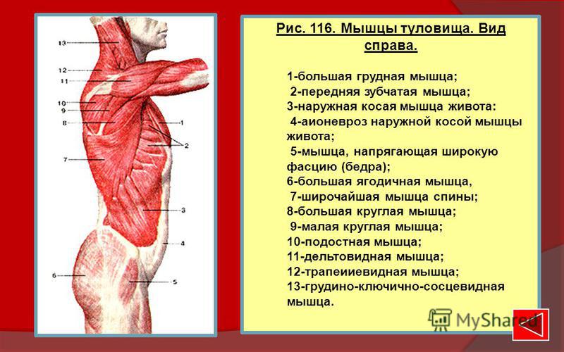 Мышцы Живота Фото Анатомия