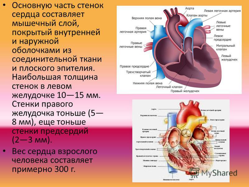 Мышцы стенок сердца