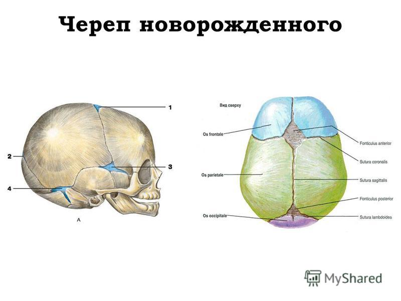 Типы родничков. Соединения костей черепа новорожденного. Череп новорожденного вид сбоку вид сверх. Кости свода черепа анатомия.