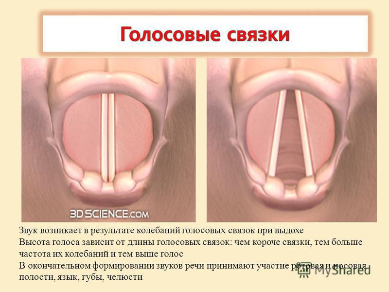 От чего зависят голосовые связки