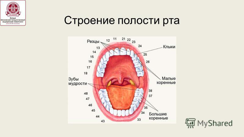Рот строение и функции. Анатомия ротовой полости человека. Строение ротовой полости и зубов.