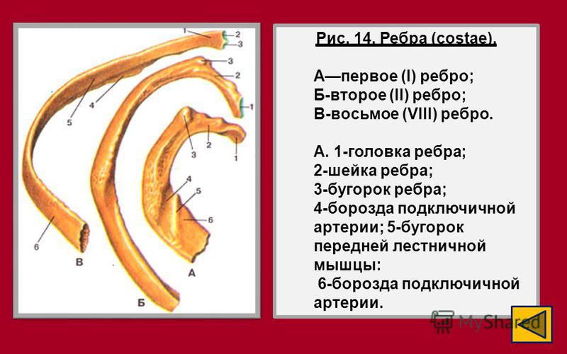 Ребро корень