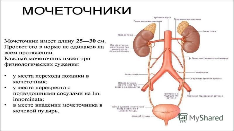 Артерии мочевого пузыря