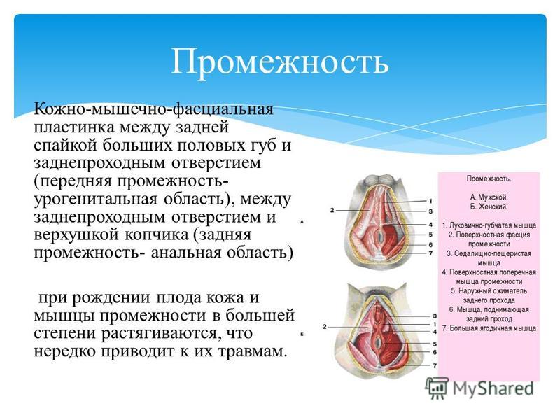 Строение Женского Влагалища Фото