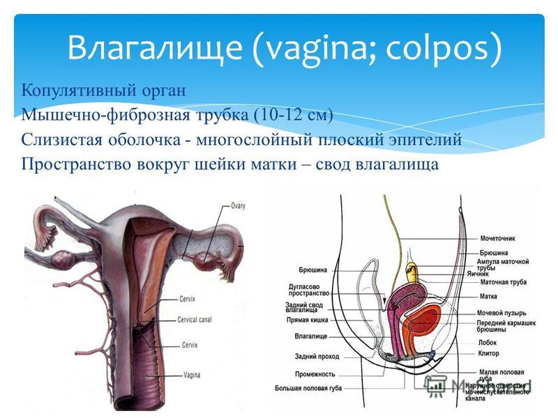 Своды Влагалища Фото