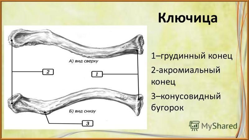 Правая ключица. Ключица акромиальный конец и грудинный конец. Конусовидный бугорок ключицы. Грудинный конец ключицы. Строение ключицы вид сверху вид снизу.