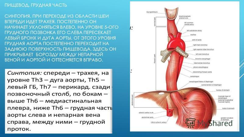 Боль в пищеводе