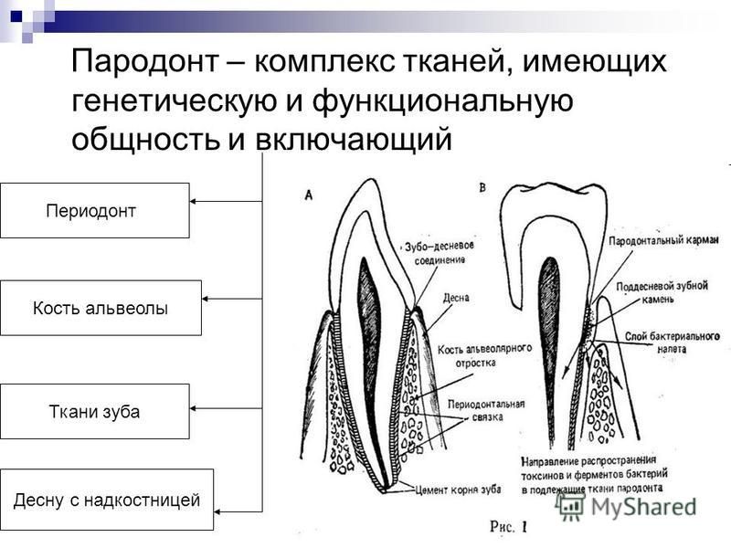 Периодонт. Комплекс тканей пародонта (с обозначением составляющих).. Пародонт строение функции биотипы пародонта. Функциональная анатомия пародонта. Возрастные особенности строения пародонта у детей.