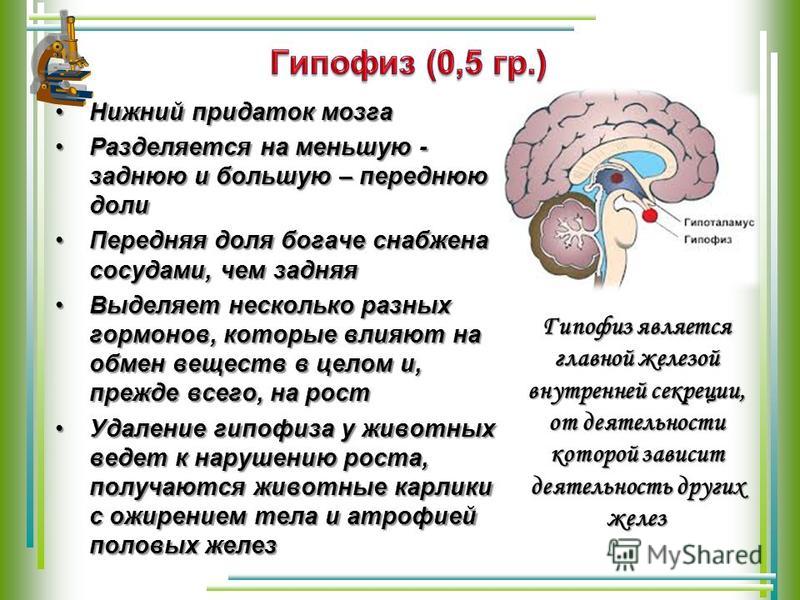 Что такое гипофиз головного мозга. Гипофиз. Деятельность гипофиза. Влияние гипофиза. Передняя и задняя доля гипофиза.