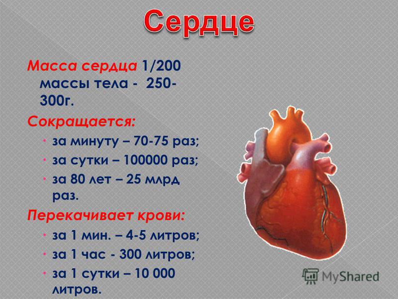 Параметры сердца человека