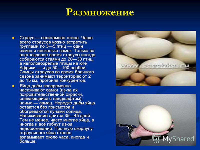 Полигамный человек что это. Размножение страусообразных птиц. Яйцо страуса строение. Яйцо страуса фото. Органы размножения страусов.