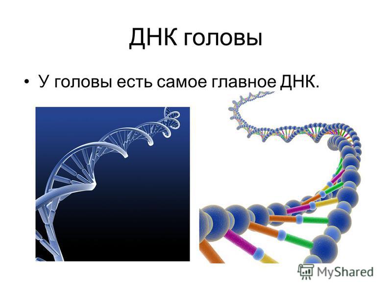 Где сделать генетический. ДНК. Дезоксирибонуклеиновая кислота.
