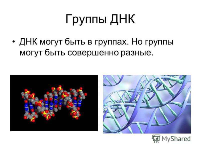 Где сделать генетический. Проект на тему ДНК. Группа ДНК. Что зашифровано в ДНК. В молекулах белка зашифрована наследственная информация.