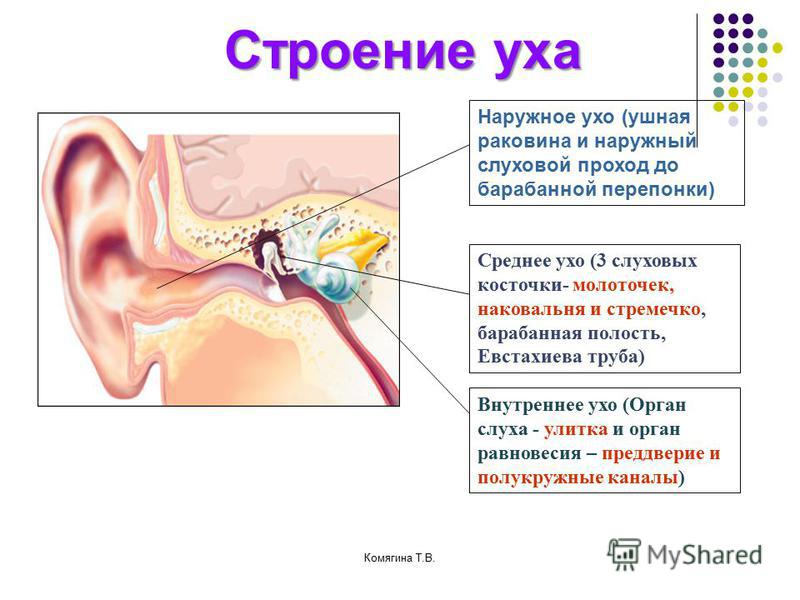 Внутреннее ухо лечение и симптомы. Строение наружного уха барабанная перепонка. Анатомия и заболевания наружного и среднего уха. Наружное ухо среднее ухо внутреннее ухо строение функции. Наружное ухо строение внутреннее строение.