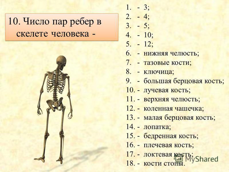 Сколько костей в теле взрослого человека