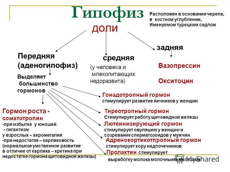 Гормоны передней доли гипофиза. Функции гормонов передней доли гипофиза. Функции гормонов задней доли гипофиза. Передняя доля гипофиза гормоны таблица. Передняя доля гипофиза гормоны и функции таблица.