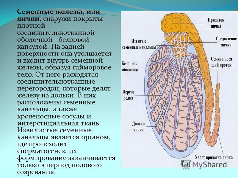 Семенные железы рыб