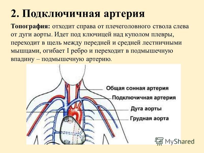 Подключичная артерия. Топография подключичной артерии. Подключичная артерия топография ветви. Левая подключичная артерия ветви. В третьем отделе от подключичной артерии отходят.