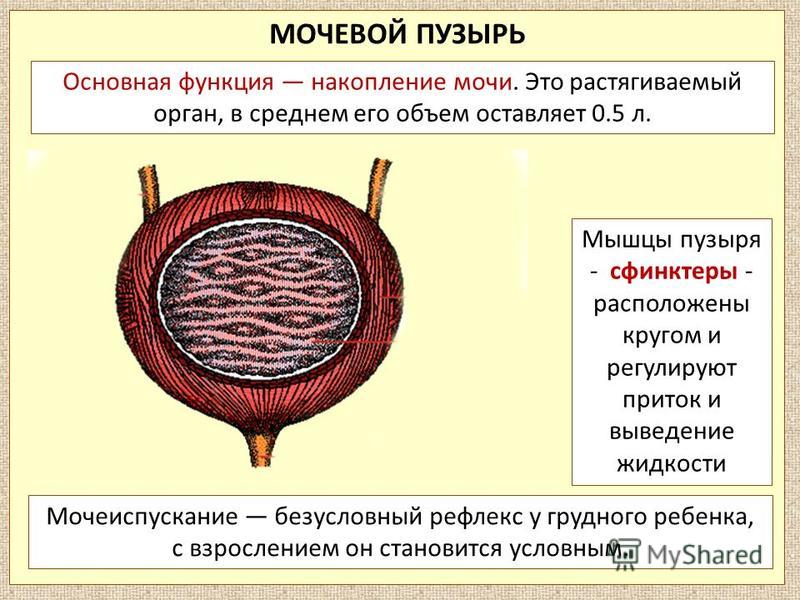 Схема мочевого пузыря